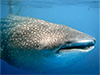 Whale Shark Snorkel from Isla Mujeres